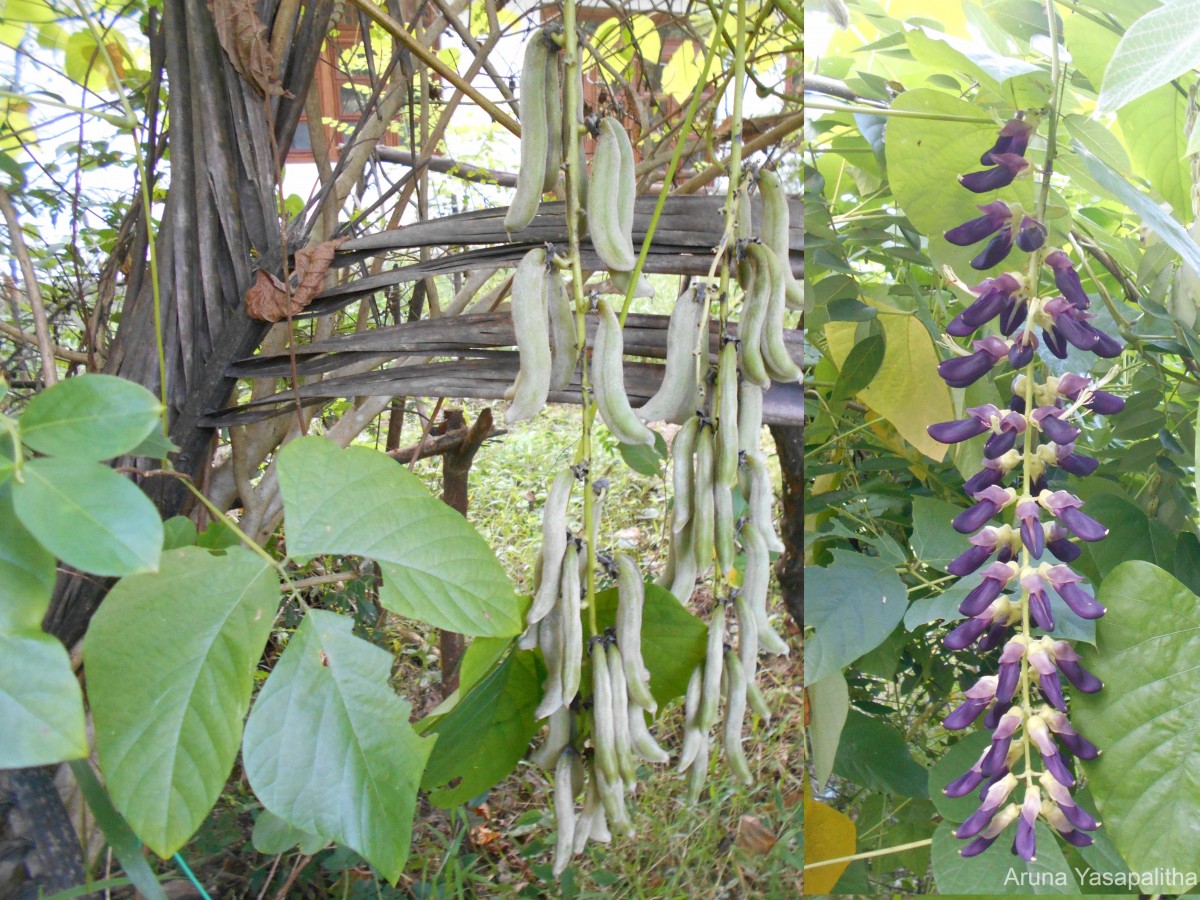 Mucuna pruriens var. utilis (Wall. ex Wight) Baker ex Burck